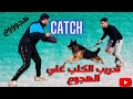 الشراسه بالامر وكيفيه تدريب الكلب عالهجوم امر كاتش 