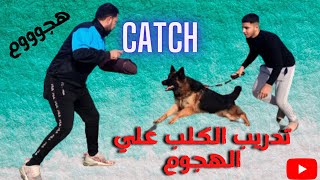 الشراسه بالامر وكيفيه تدريب الكلب عالهجوم امر كاتش Catch