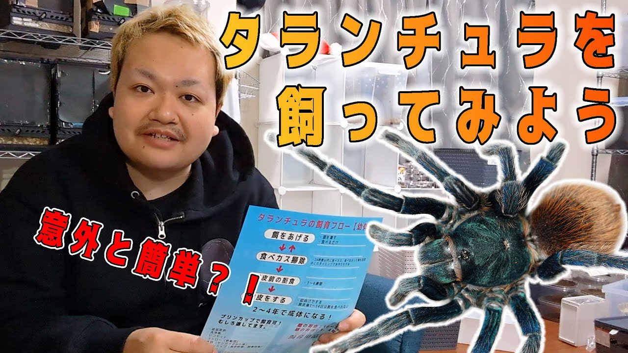 2024年令和最新版】タランチュラの飼育方法 | 奇蟲屋 榊 - YouTube