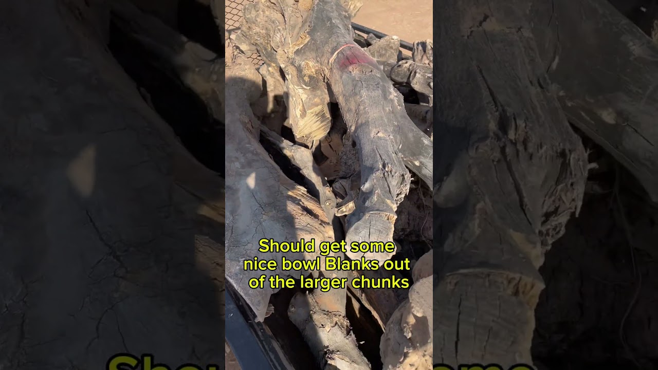 60 year old olive stumps and rootballs 