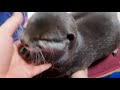 カワウソの触れ合い方スキンシップ How to touch an otter Skinship