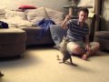 Australian Mist Kitten Playing の動画、YouTube動画。