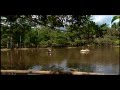 Reportaje al Perú: MOYOBAMBA, la selva del río Mayo- Cap 3