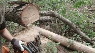 Hinge and Notch #chainsaw #chainsawsafety #education #felling