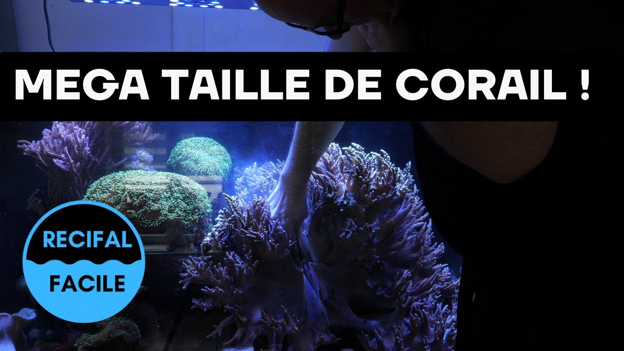 GROSSE Taille de Coraux Mous Sinularia !
