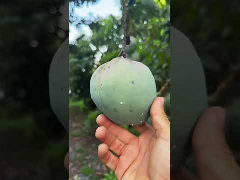 Mango Season Backyard Tour! See What I'm Growing in South Florida 🌴🥭
