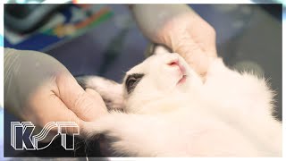 Who takes care of rabbits🐰? Meet Korea's rabbit vet!｜Year of Rabbit Special