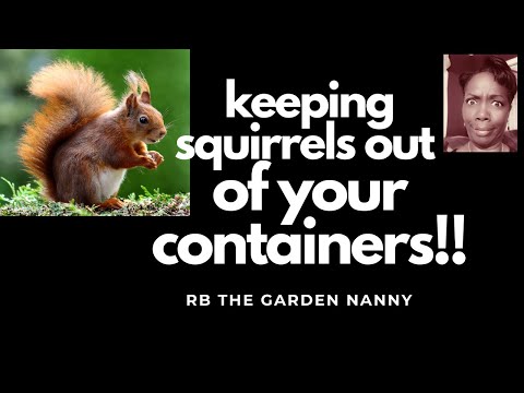 Video: Eekhoorns uit containers houden - Tips voor het beschermen van potplanten tegen eekhoorns