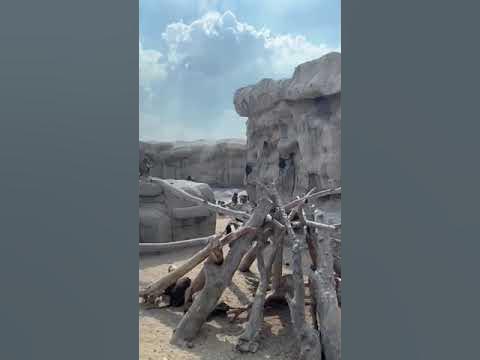 Макаки на воле 🐒Дубай сафари парк. - YouTube