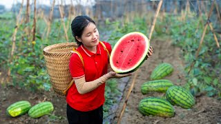 Harvesting WATERMELON Garden In The Field  100 Days Building Life