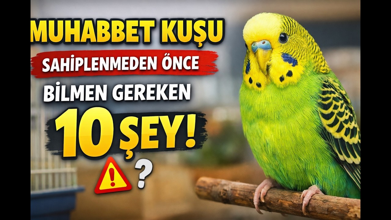 Muhabbet Kuşu Sahiplenmeden Önce Bilmen Gereken 10 Gerçek