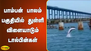 பாம்பன் பாலம் பகுதியில் துள்ளி விளையாடும் டால்பின்கள் | Ramanathapuram | Pamban bridge | Dolphins