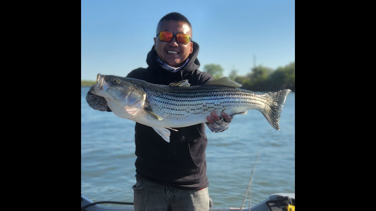 Striper fishing at the California Delta. Crazy top water BLOW UP! MY