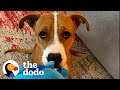 This Puppy Has Never Lived Inside | The Dodo Foster Diaries