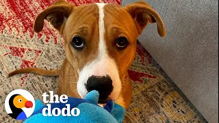 This Puppy Has Never Lived Inside | The Dodo Foster Diaries