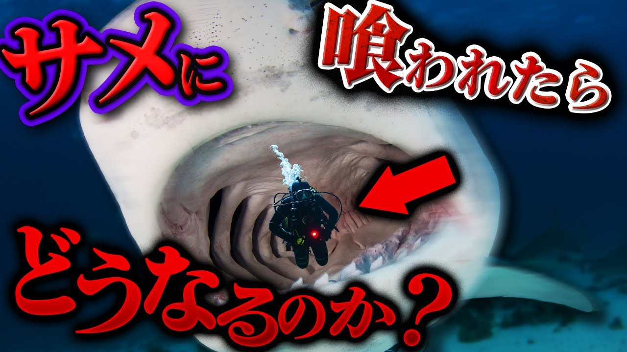 What Happens If You Get Eaten by a Shark? Explaining What Occurs