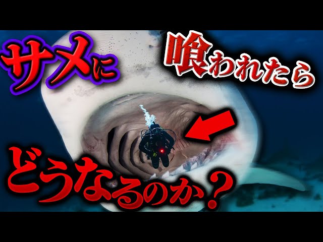 What Happens If You Get Eaten by a Shark? Explaining What Occurs