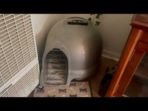 Petmate Booda Clean Step Cat Litter Box Dome Review, Covered box helps mitigate smell