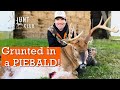 PIEBALD on the EASTERN SHORE |  MARYLAND DEER in RUT