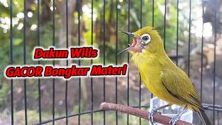 Pleci Dakun Wilis Gacor Bongkar Materi