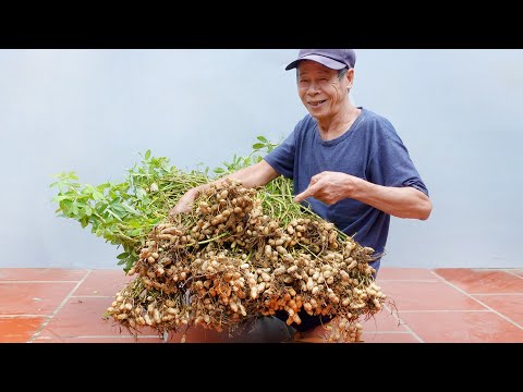 Video: Odrůdy španělské arašídy – Jak pěstovat španělské arašídy v zahradě