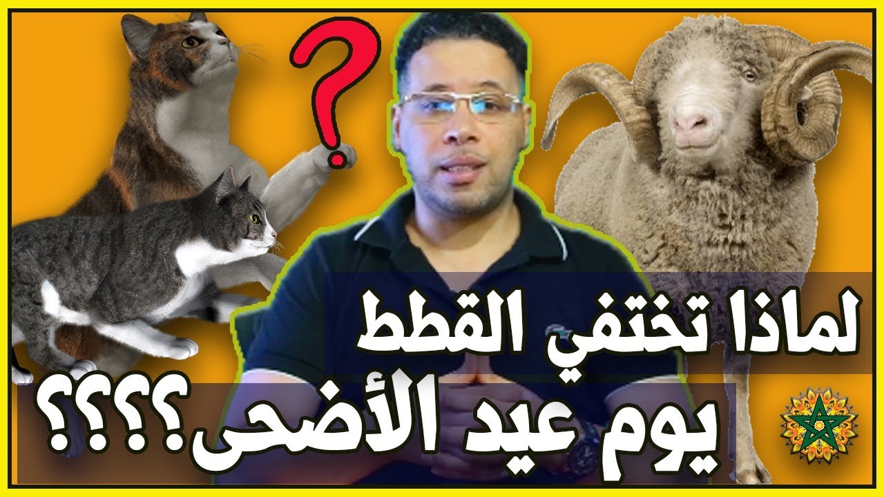 اختفاء القطط يوم النحر