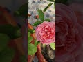 floral beauty--rose#video#viralshorts #trendingshorts #songs#youtubeshorts