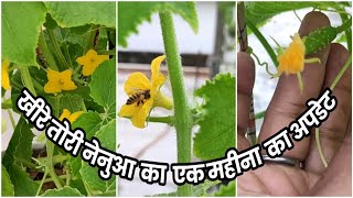 एक महीना बाद खीरे और तोरी नेनुआ के अपडेट।After one month cucumber and tori ka update..