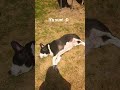 he loves sunbathing :3 #dog #cute #pitbull