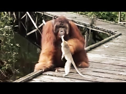 Never Steal a Banana from a Orangutan's Mouth...