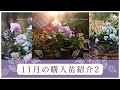【秋のガーデニング】11月の購入苗紹介と寄せ植えPART2〜