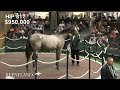Hip 81, Tapit - Immediate Impact sells for $1.2 million at 2024 Keeneland September