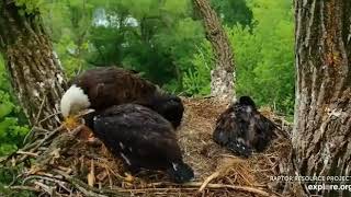 05 23 2020~Decorah Eagles~DM2 brings in the fish but Mom takes over the feeding!