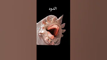 كيف تبدو الأشياء تحت المجهر 