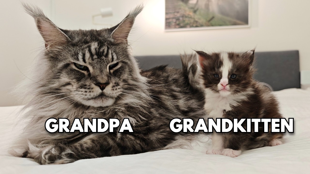Grandpa Cat Meets His Grandkittens For the First Time!