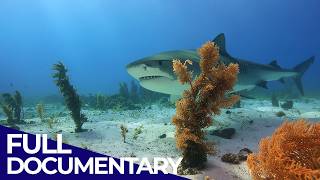 Saving Our Oceans - Changing Seas | Season 3 | FD Ocean