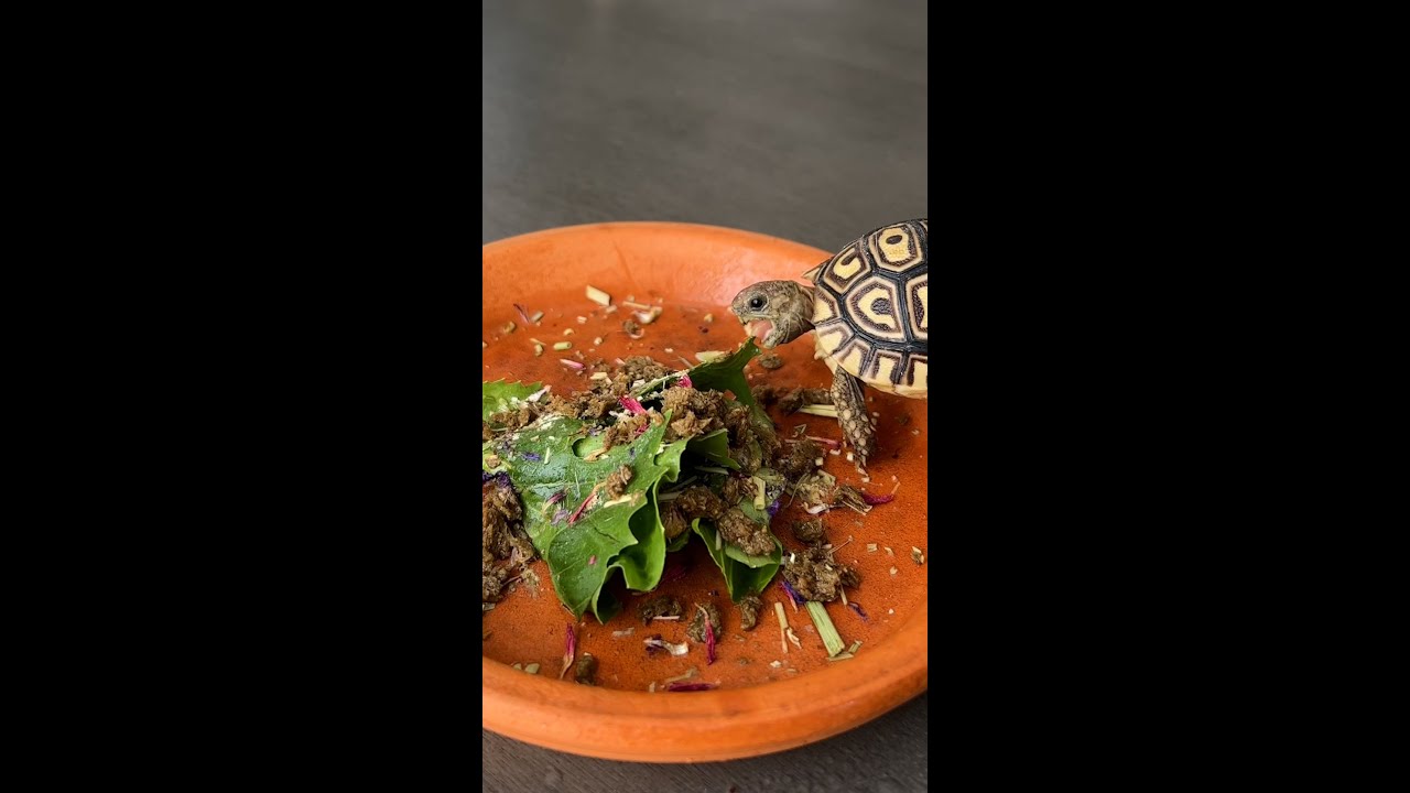 My baby tortoise's daily routine 🐢 - YouTube