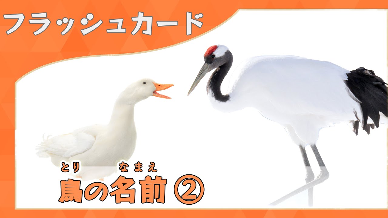 【鳥の名前②】語彙力がどんどん増える知育フラッシュカード＆クイズ