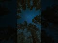 💫 Peaceful Melody 🌙 Gentle Music for Inner Calm & Sweet Dreams 😴🎶