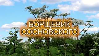 Как уничтожить Борщевик Сосновского ?