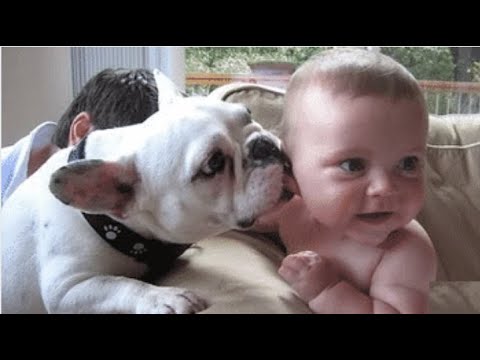 wild animals ●ANİMAL LOVER FUNNY BABİES ❤👶👶🐕🦺🐺🐶