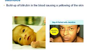 Erythrocytes