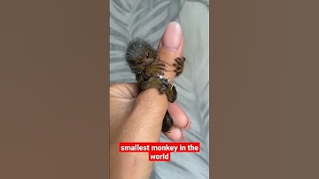 cute finger monkey in the world@ apna jeetu bhai