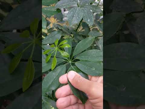 Video: Schefflera-kasvien kasvattaminen ulkona – kuinka hoitaa ulkona käytettäviä Schefflera-kasveja