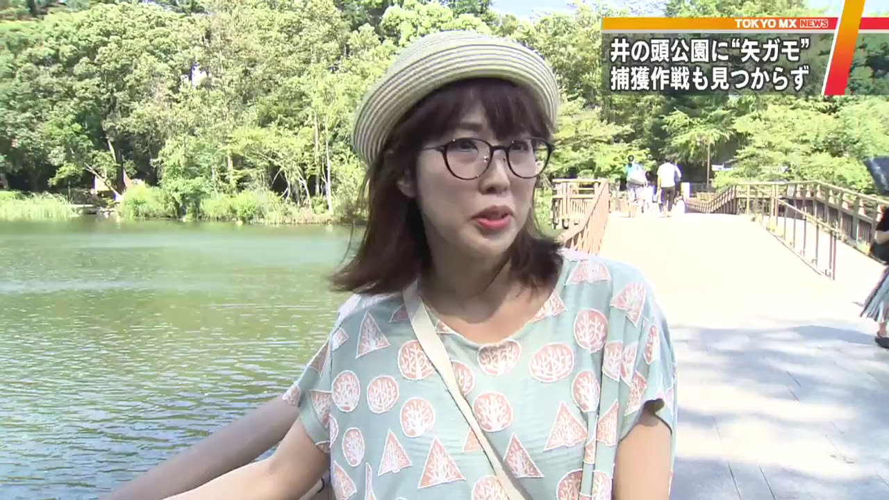 東京 井の頭公園で 矢ガモ 行方分からず Youtube 東京 井の頭公園で 矢ガモ 行方分からず Youtube