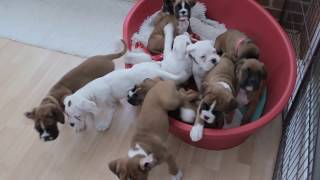 NATURAL BOBTAIL & LONG TAIL BOXER PUPS | Eleven BOXER PUPS morning routine…