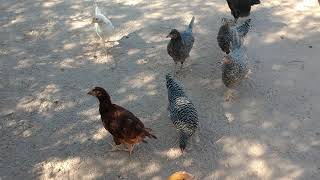 Chickens - July 29th 2020 - In HD Details