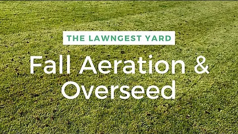 Overseeding Kentucky Blue Grass Lawn /// Cool Season Tips & Tricks