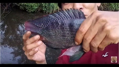 Câu trúng ổ cá rô và cá rô phi giật sướng tay l Câu cá rô l Câu cá rô phi l Thiên Nhiên Muôn Loài