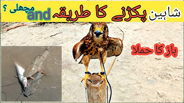 How to trap Hawk, eagle and falcon fantastic video//wildlife today,,Baaz pakrny ka tariqa,